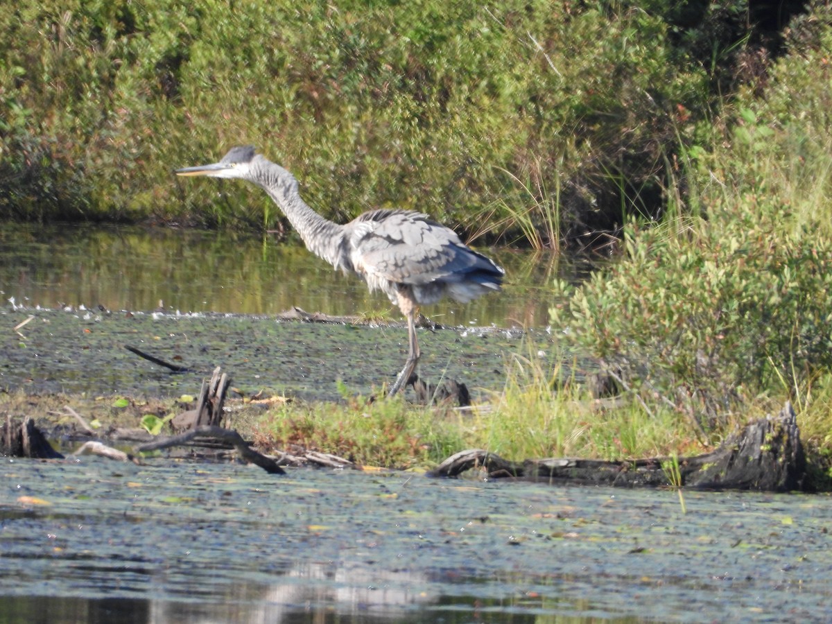 Great Blue Heron - ML623332622