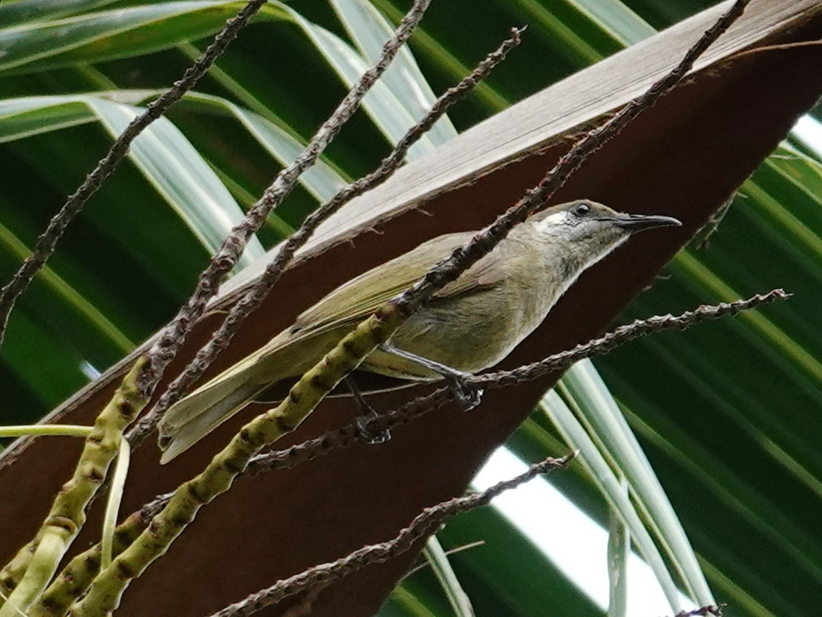 Olive Honeyeater - ML623332626