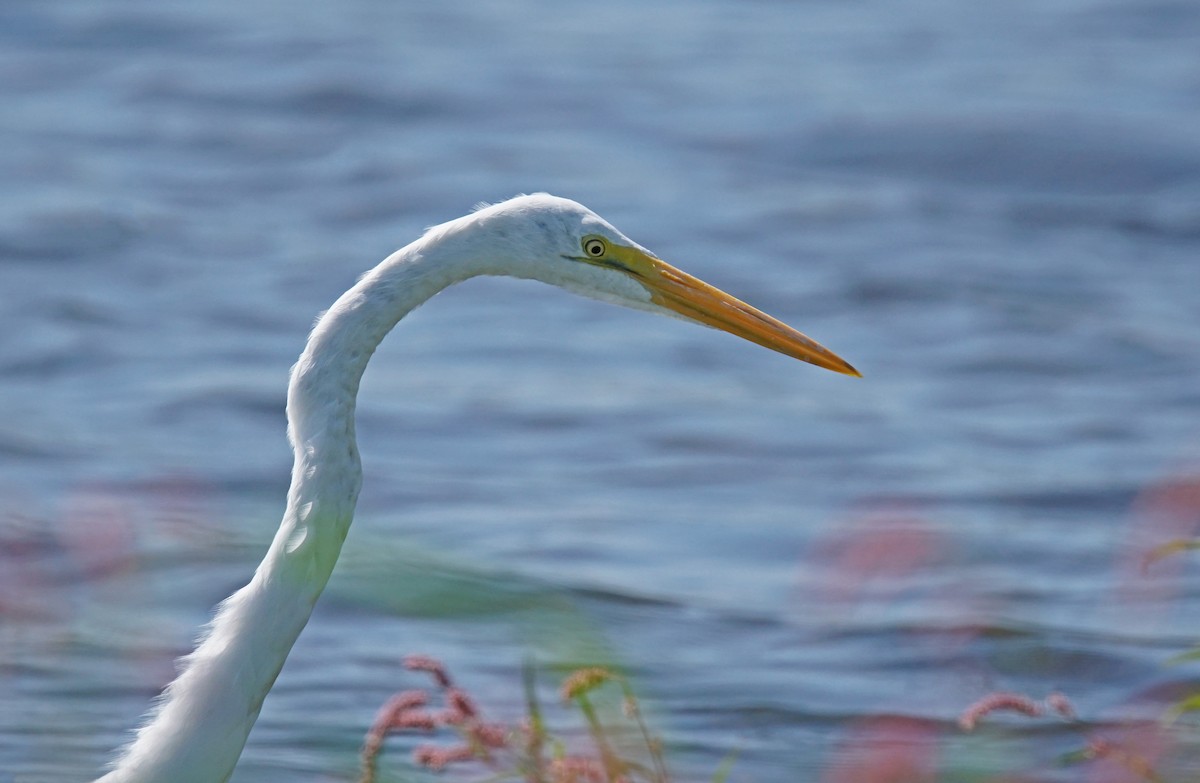 Great Egret - ML623332636