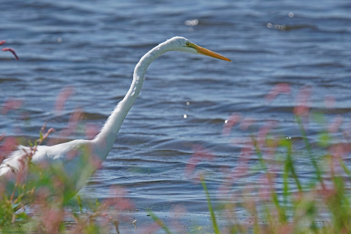 Great Egret - ML623332637