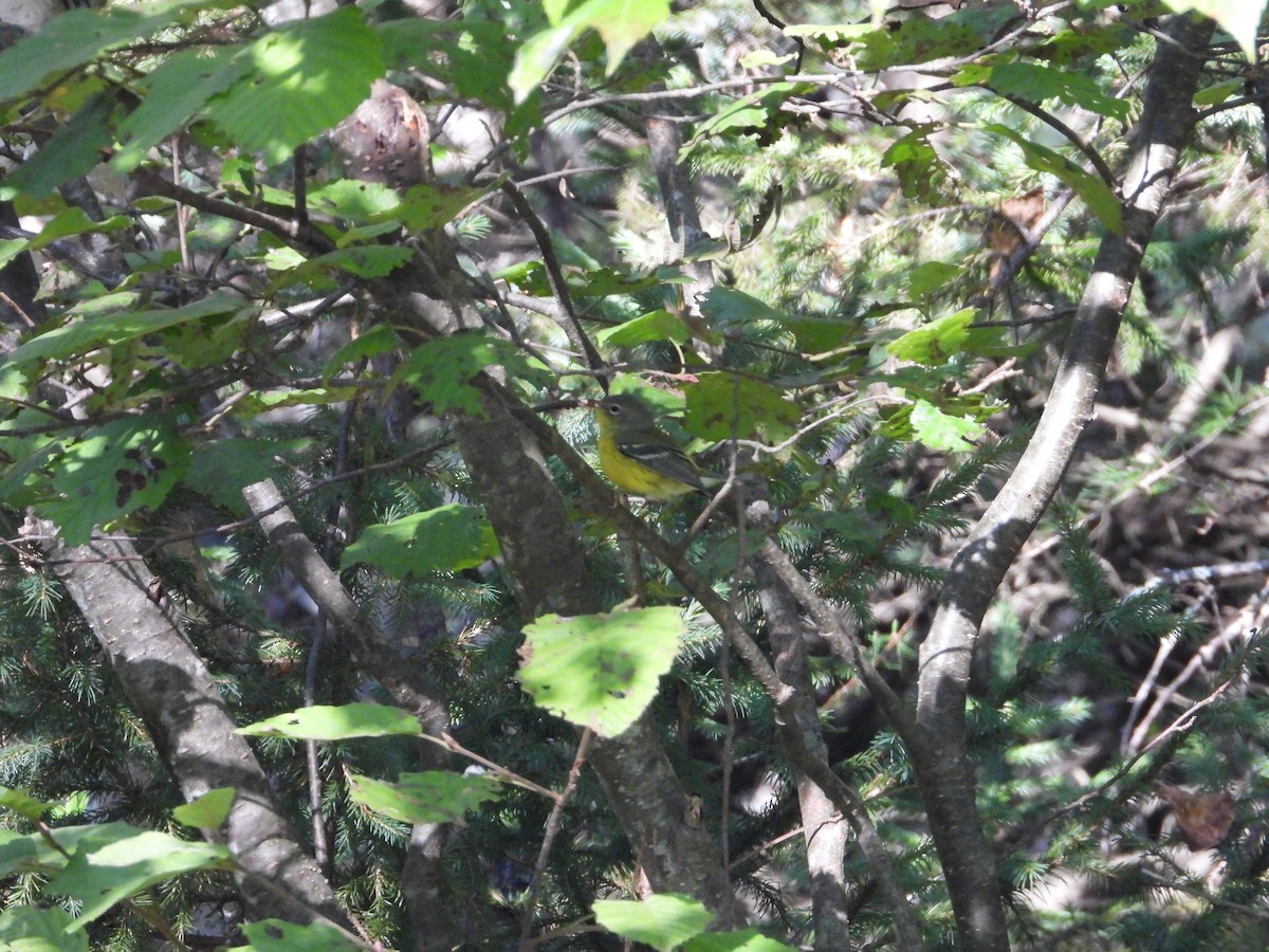 Magnolia Warbler - ML623332707