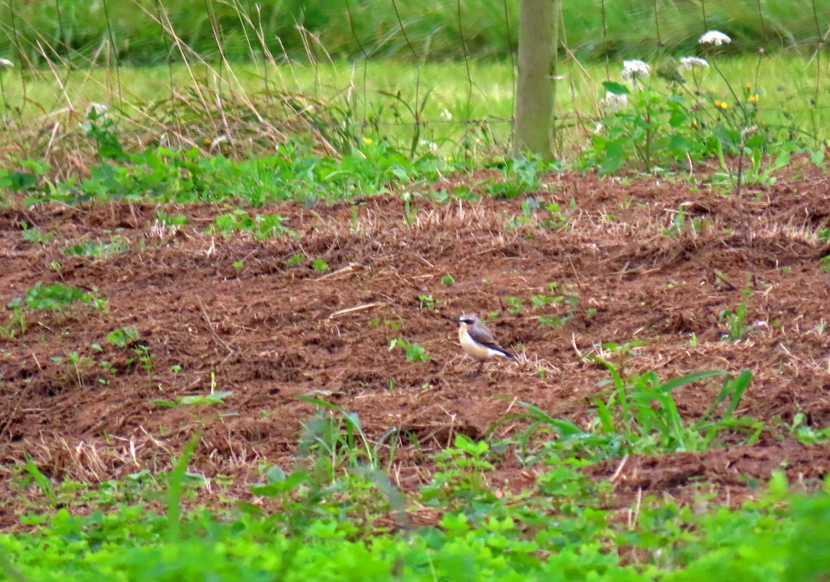 Northern Wheatear - ML623332764