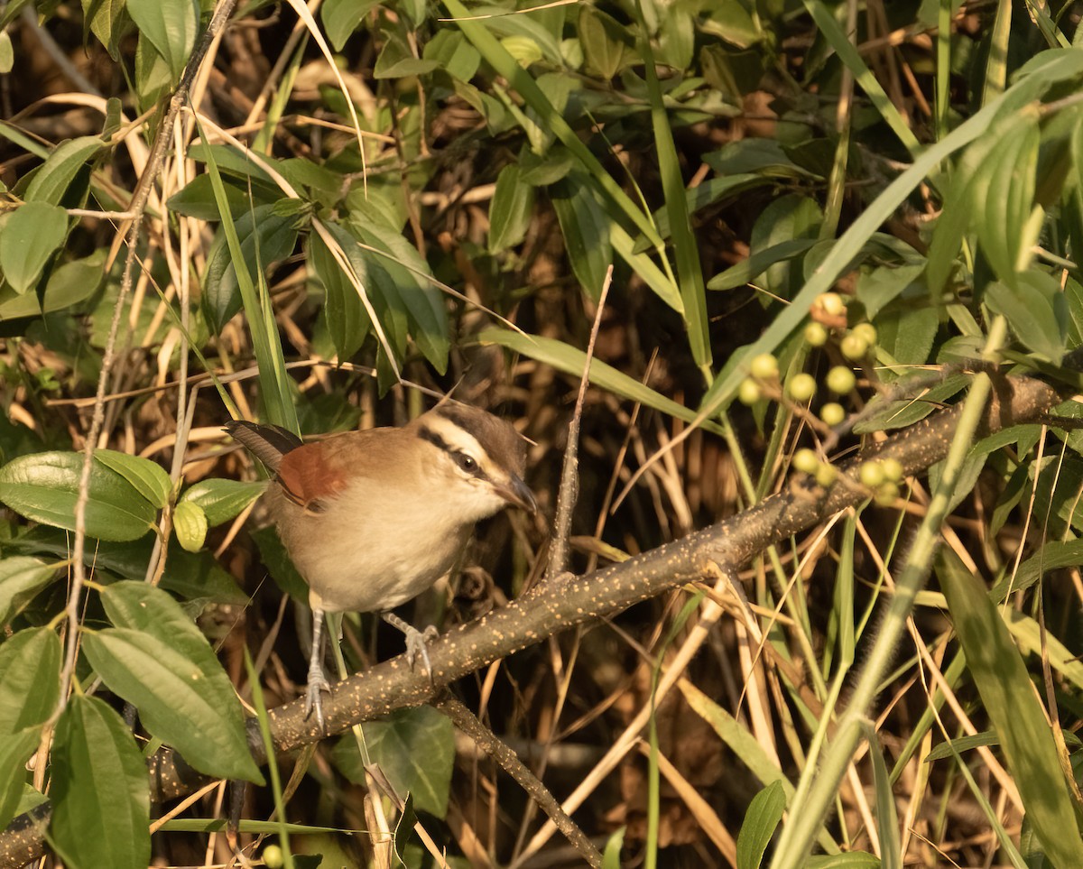 Brown-crowned Tchagra - ML623332795