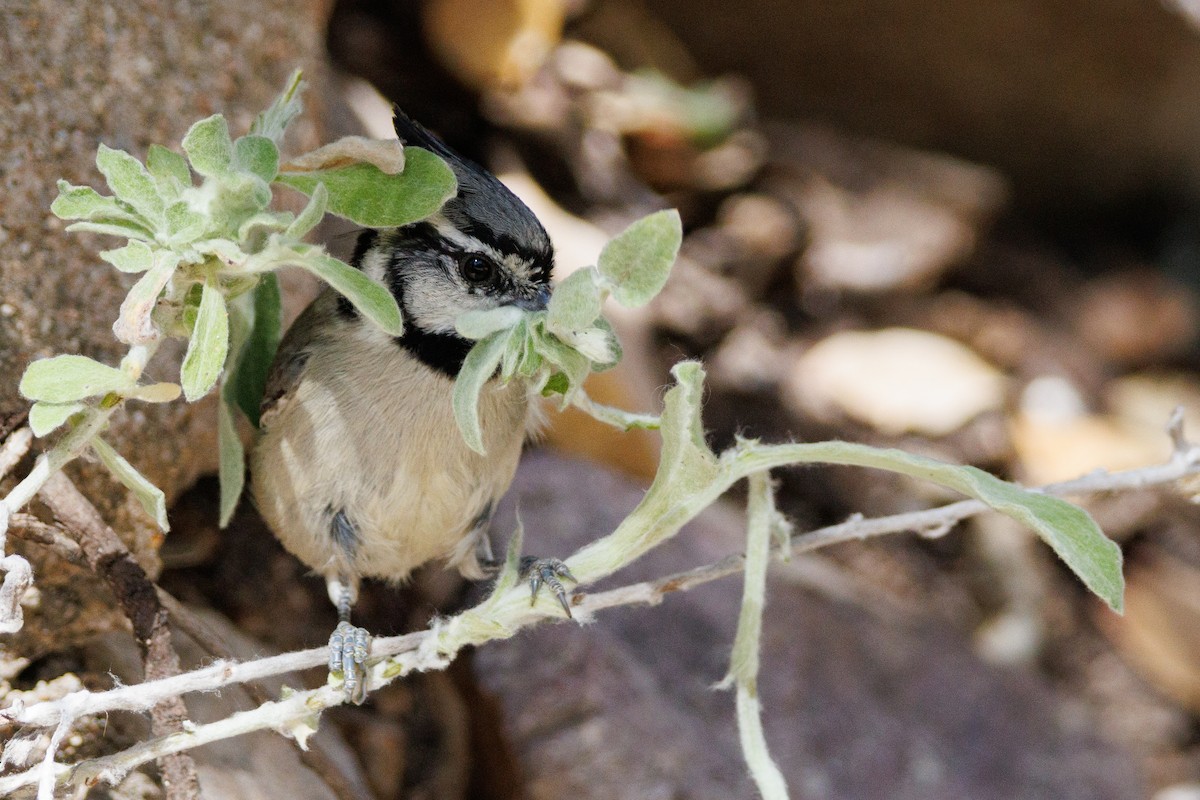 Bridled Titmouse - ML623332851