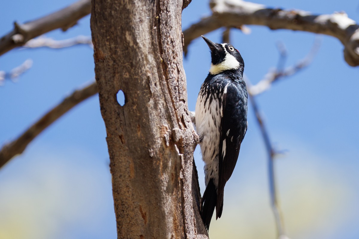 Acorn Woodpecker - ML623332878