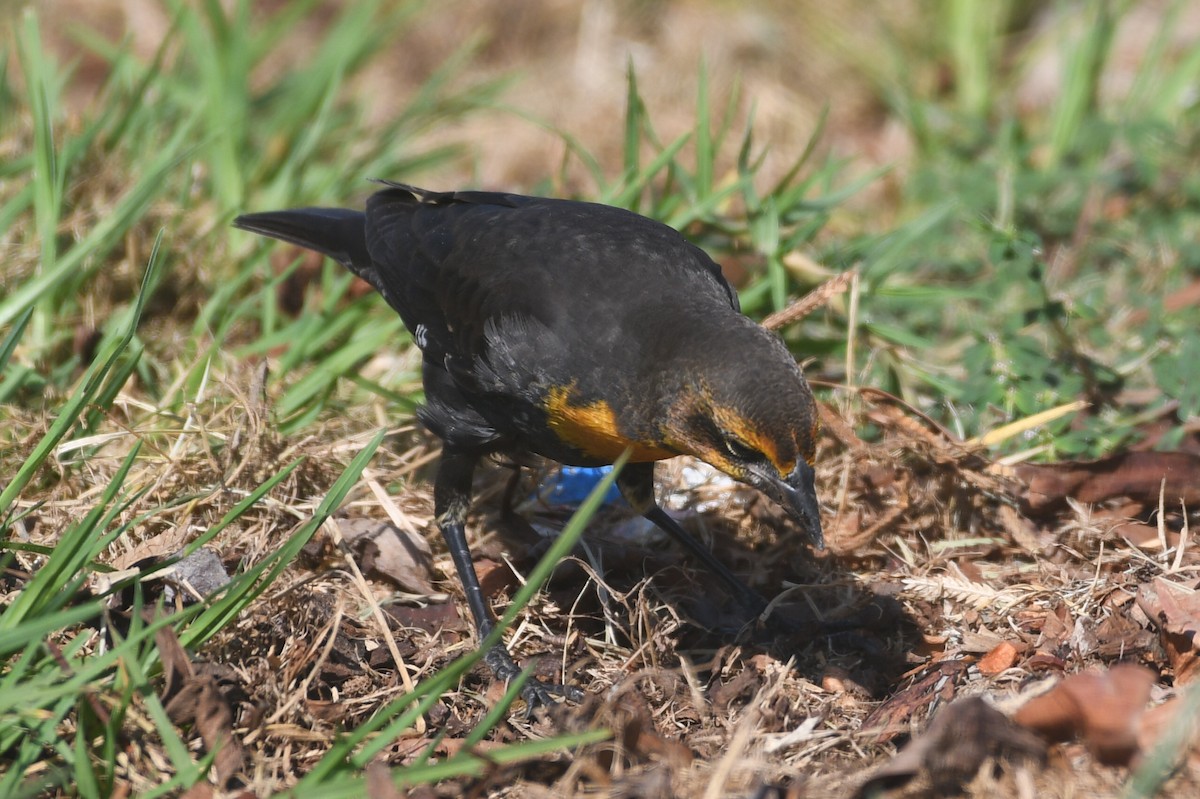 Yellow-headed Blackbird - ML623332883