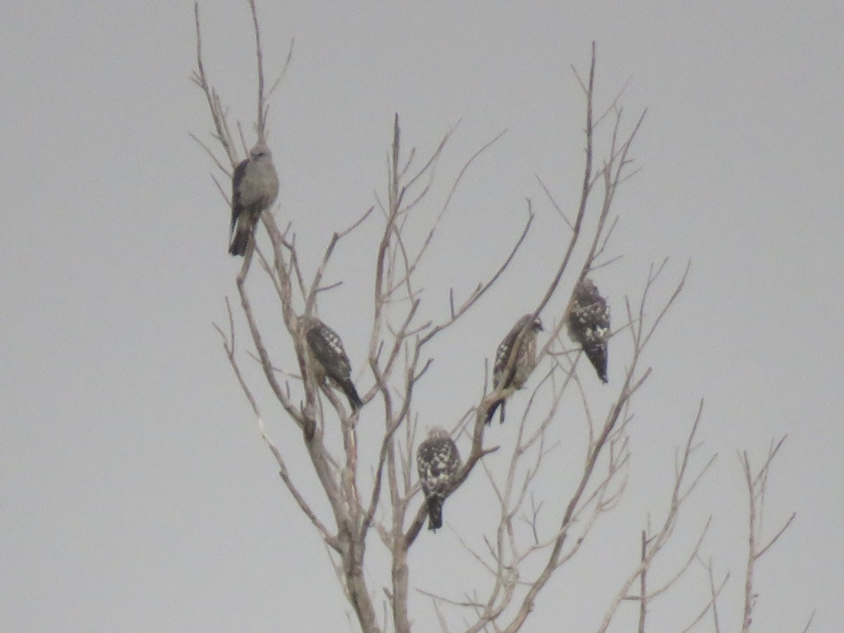 Mississippi Kite - ML623332901