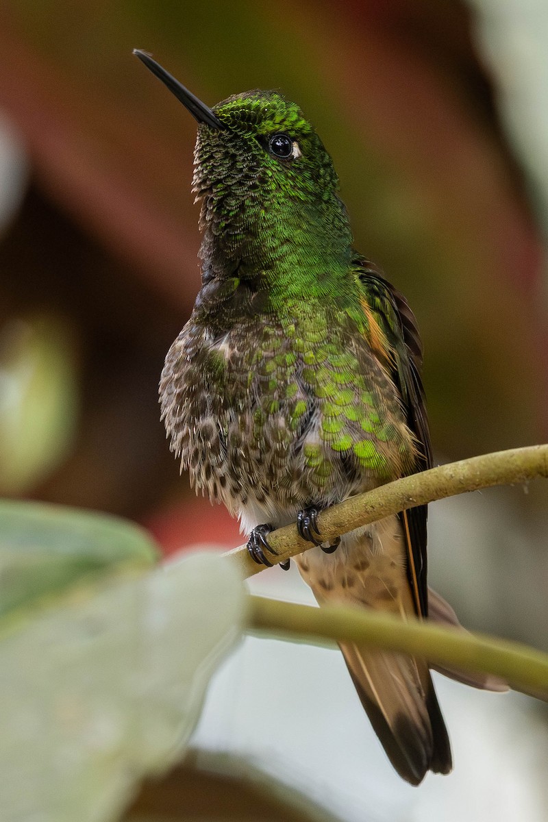 Buff-tailed Coronet - Alex Lamoreaux