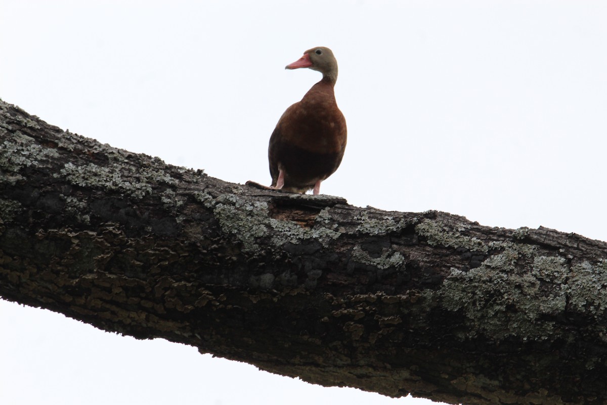 Black-bellied Whistling-Duck - George Dokes