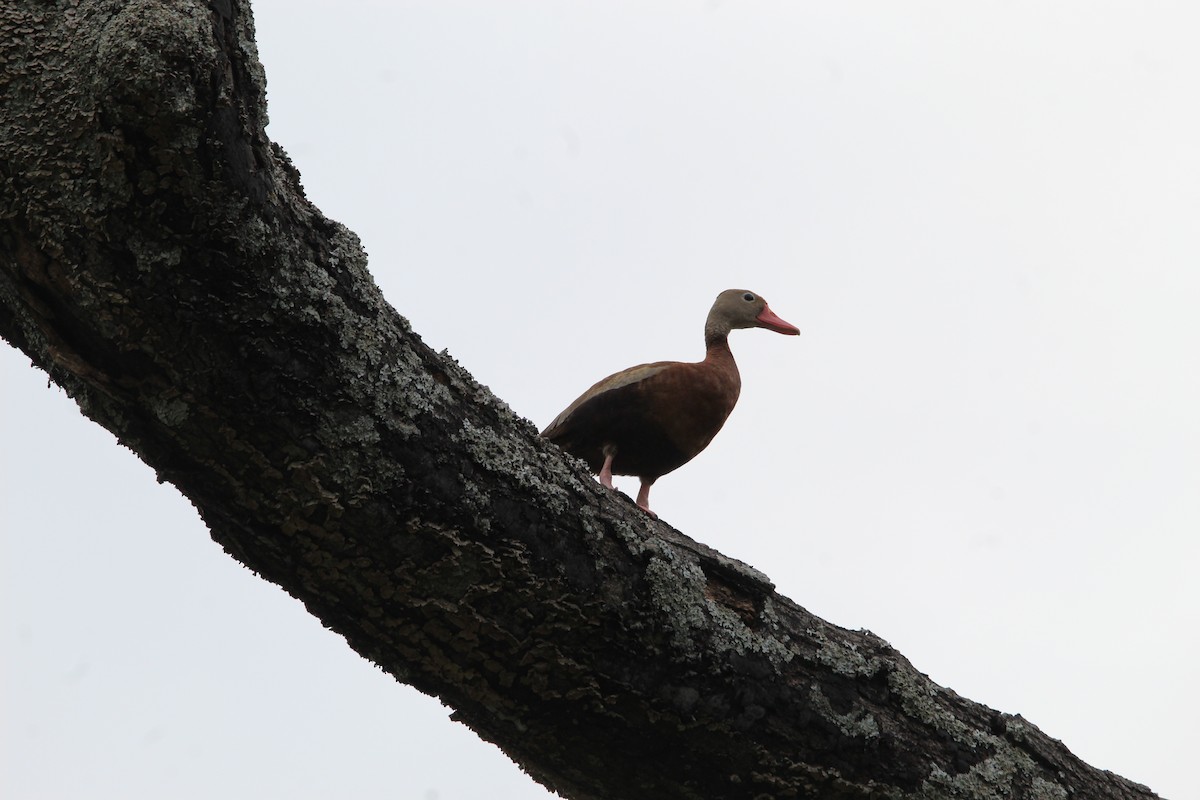 Dendrocygne à ventre noir - ML623332934