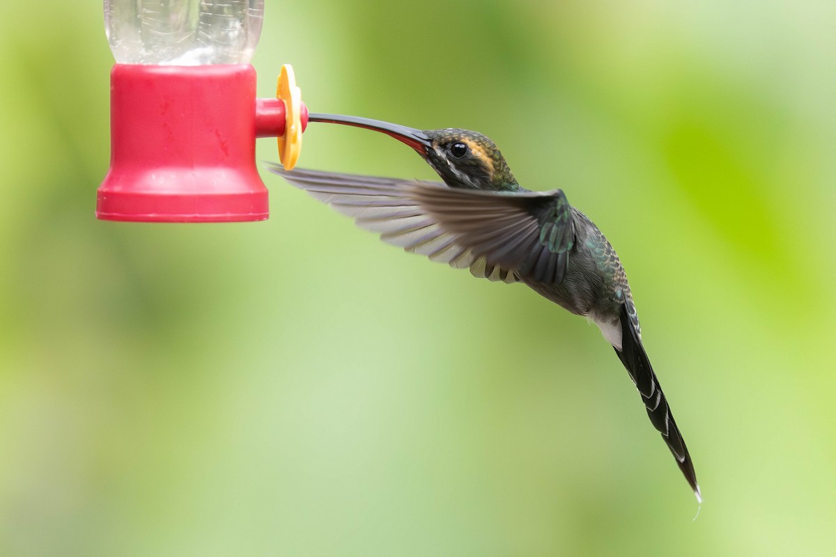 White-whiskered Hermit - ML623332935