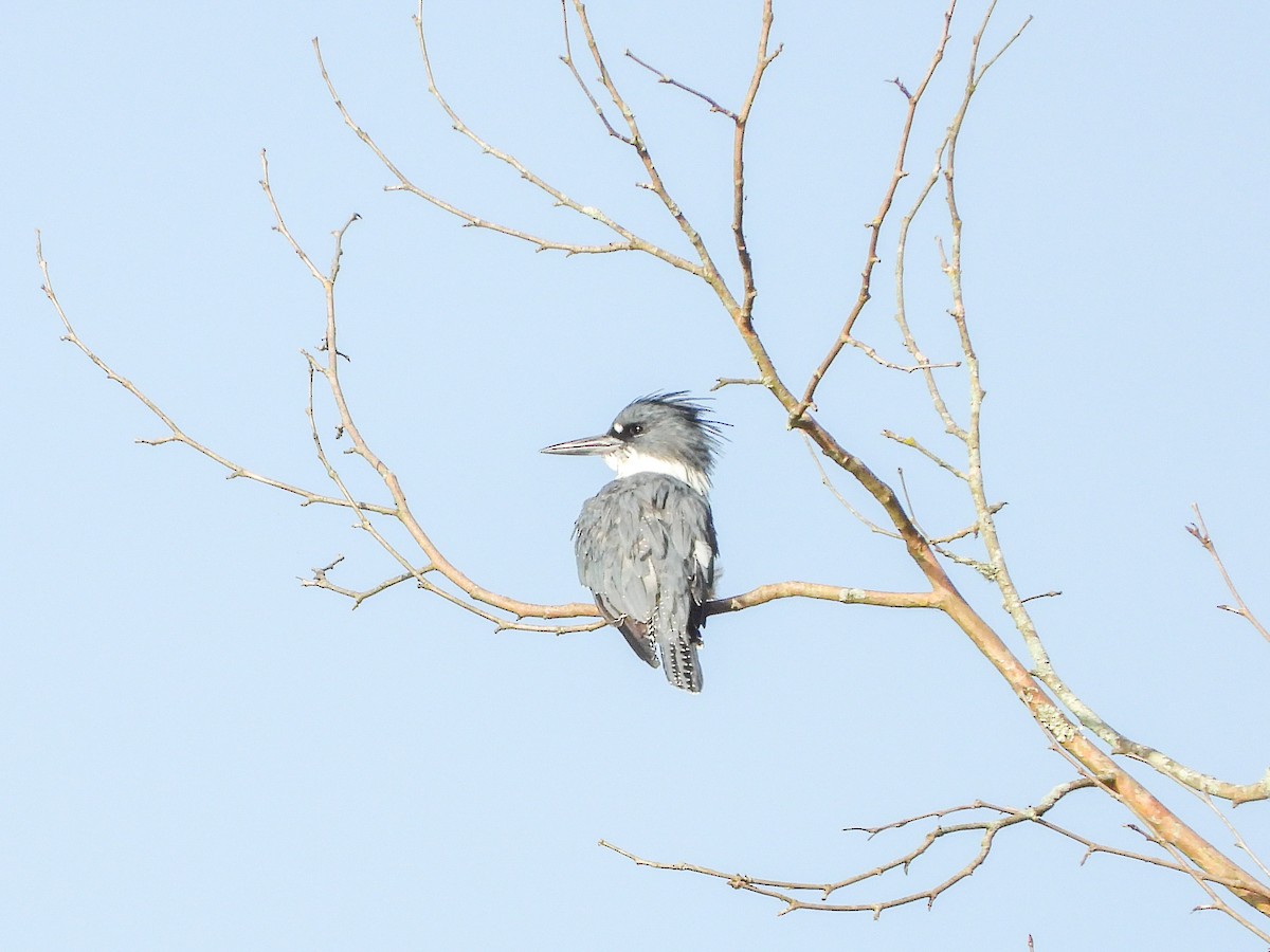 Belted Kingfisher - ML623332959