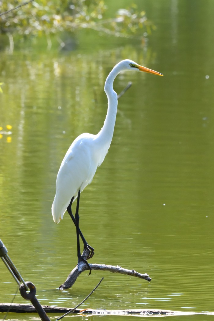 Great Egret - ML623333001