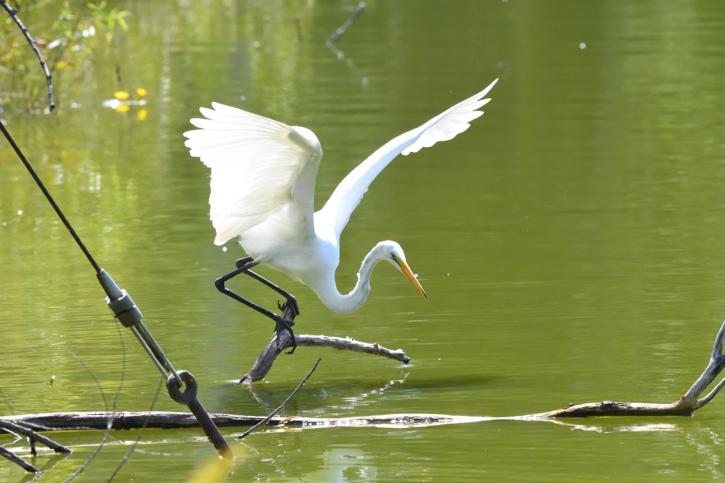 Great Egret - ML623333006