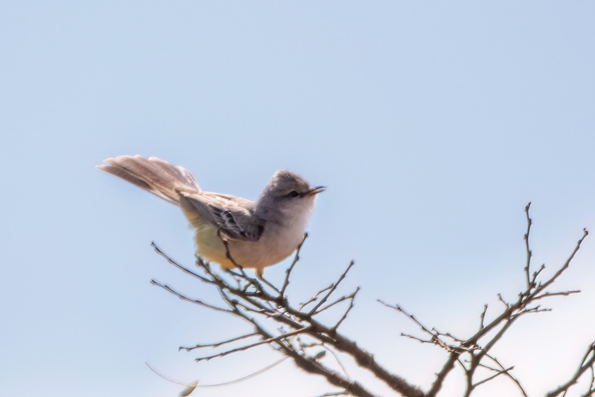 Chapada Flycatcher - ML623333021