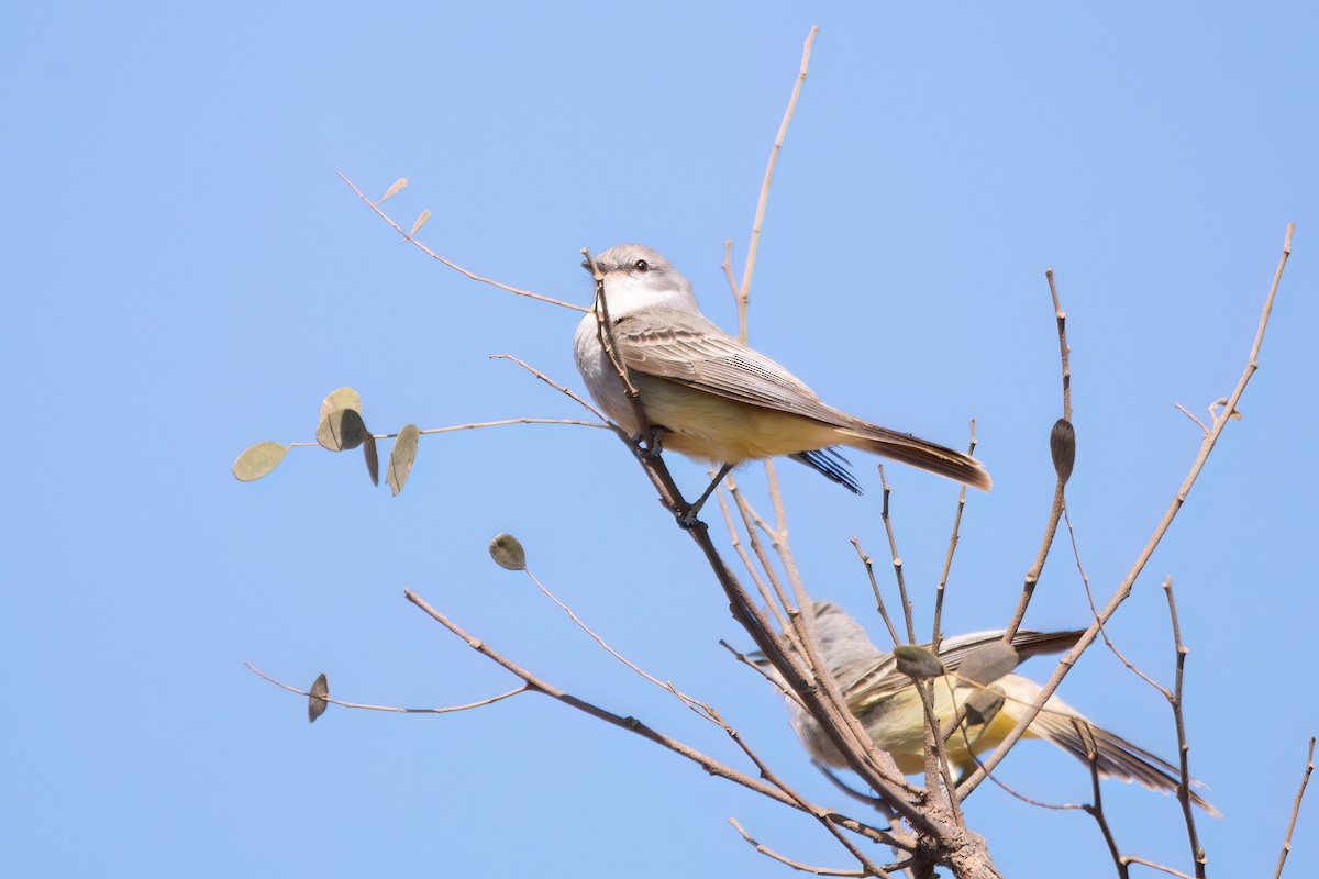 Chapada Flycatcher - Marcos Eugênio Birding Guide