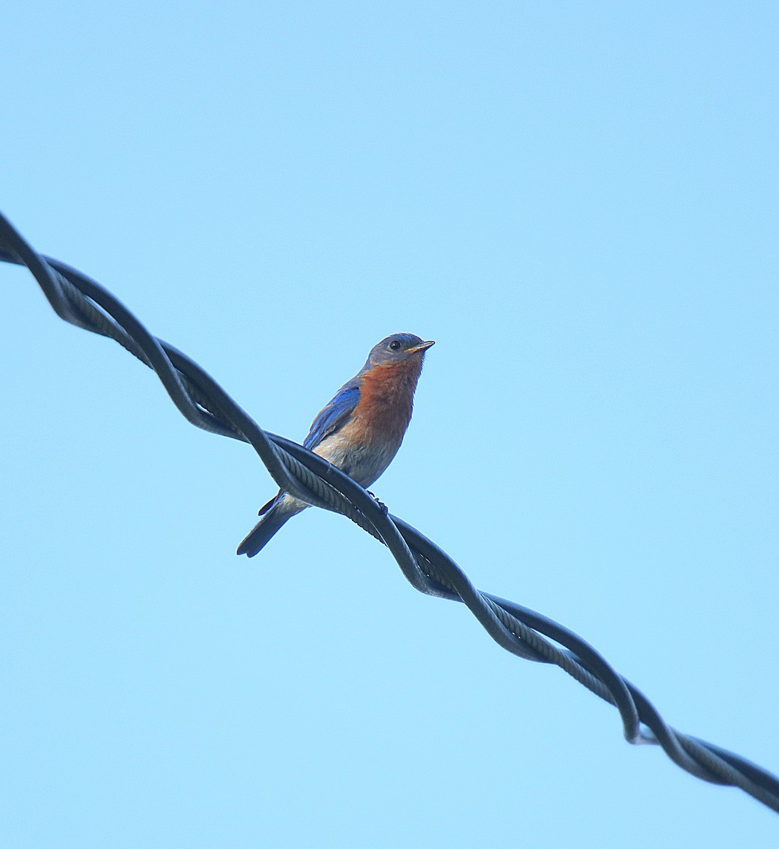 østblåfugl - ML623333068