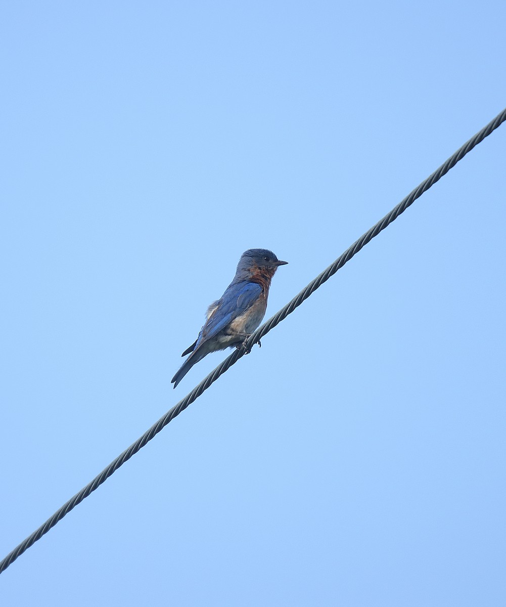 østblåfugl - ML623333070