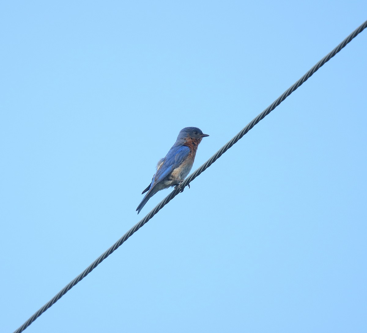 østblåfugl - ML623333071