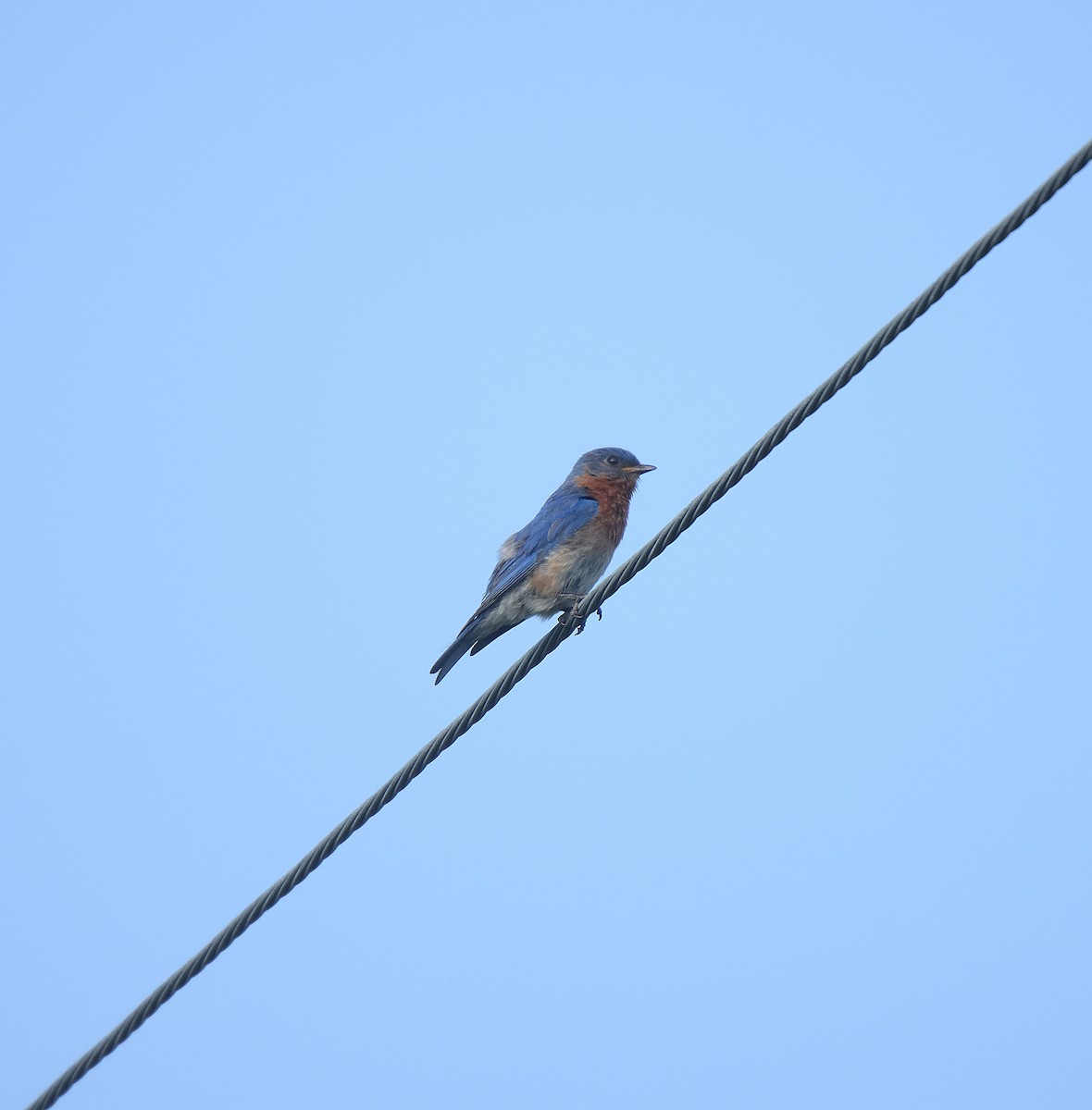 østblåfugl - ML623333073