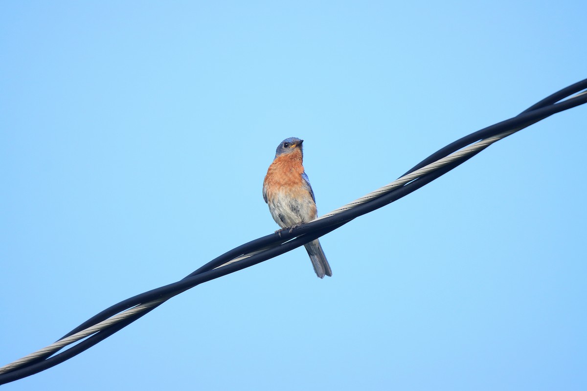 østblåfugl - ML623333074