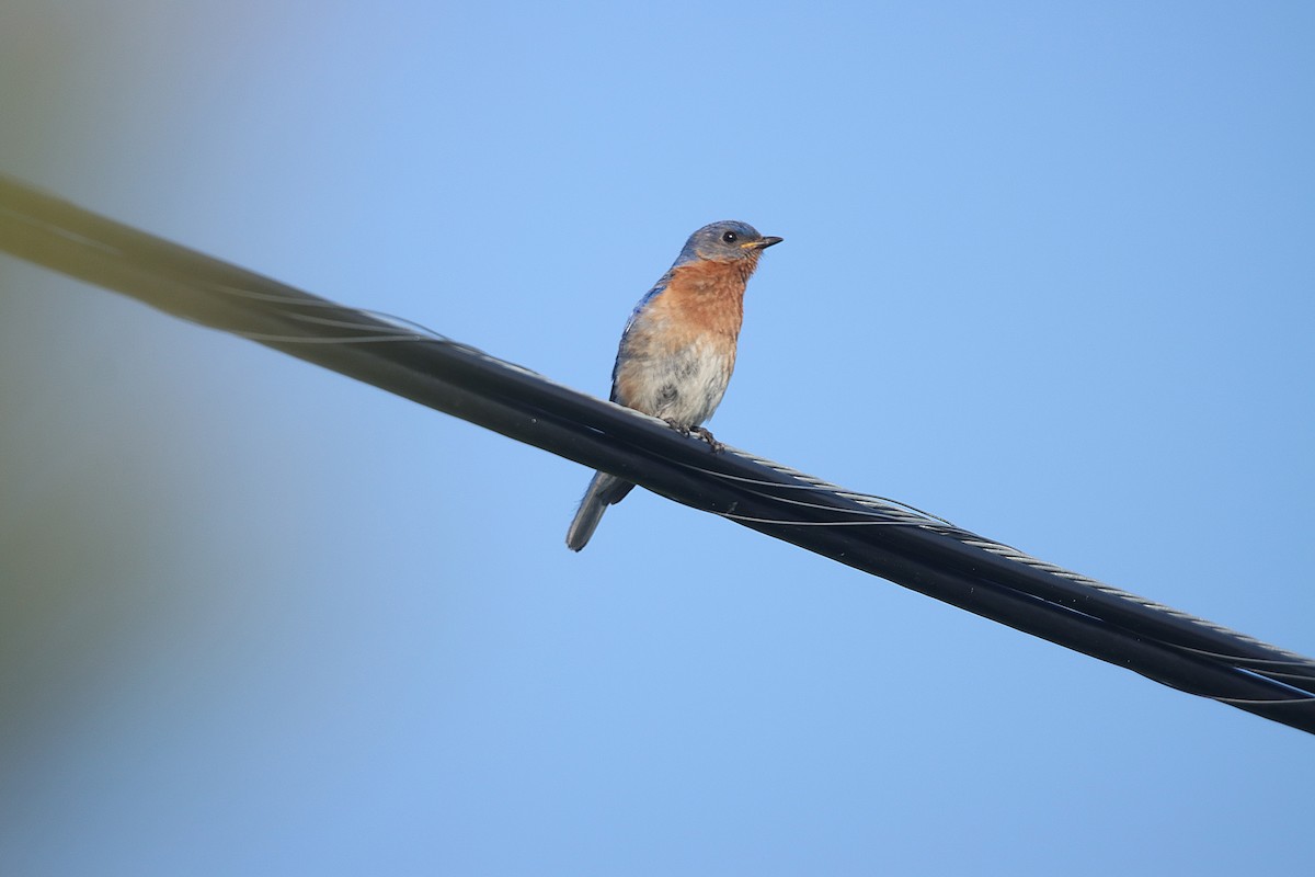 østblåfugl - ML623333075