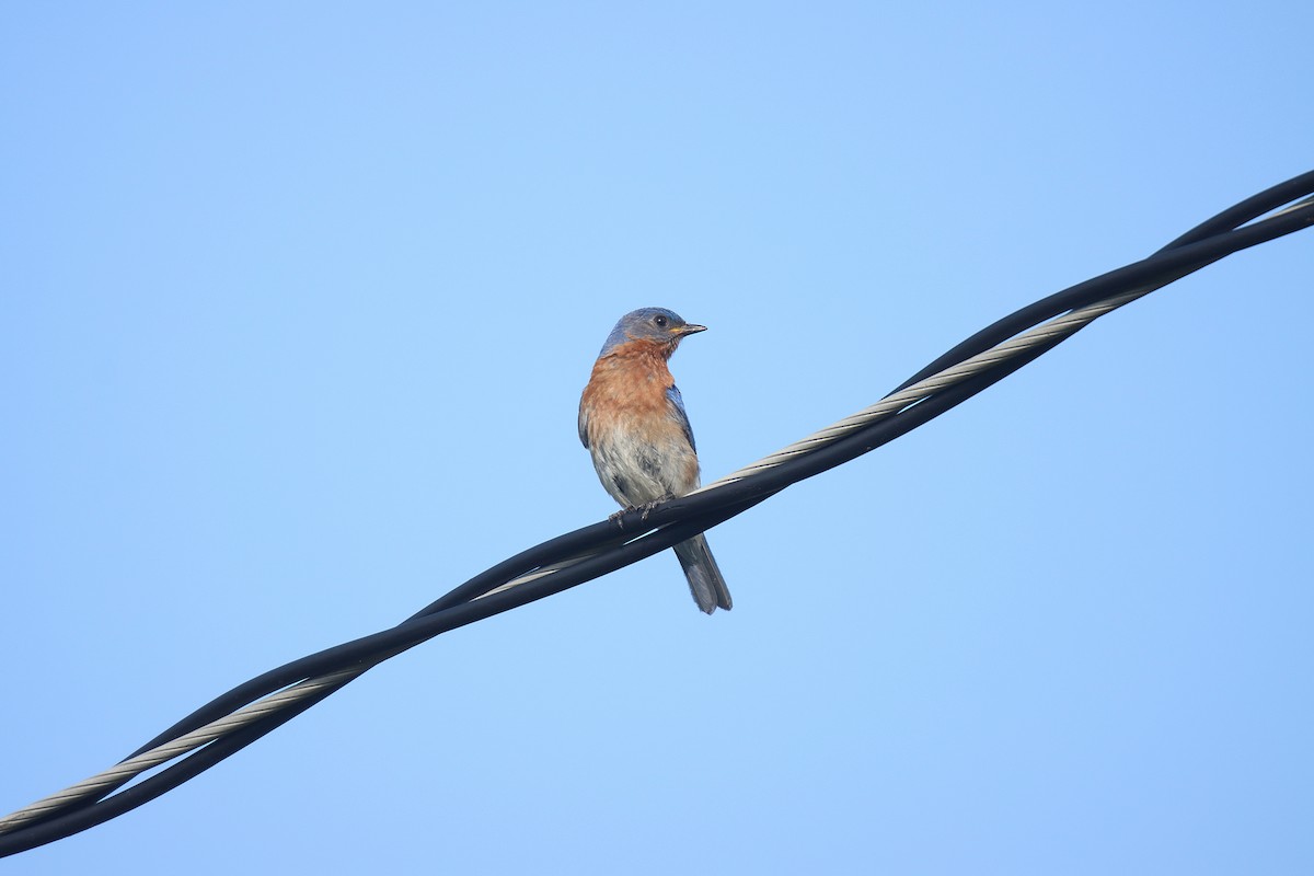 østblåfugl - ML623333076