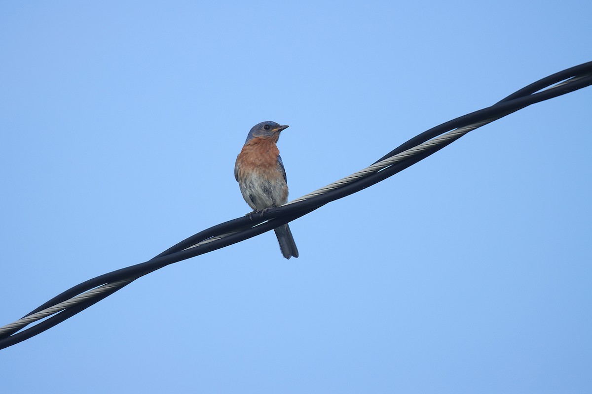 østblåfugl - ML623333077