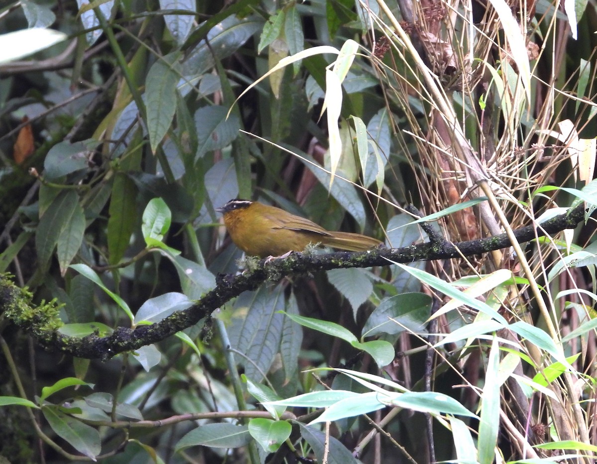 Black-capped Hemispingus - ML623333080