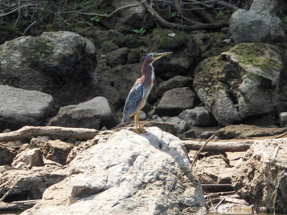 Green Heron - ML623333085