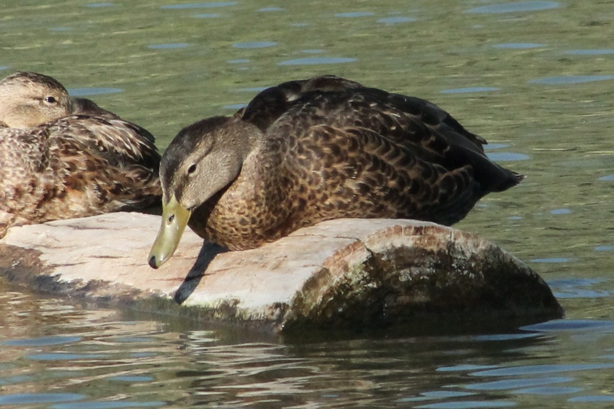 Mexican Duck - ML623333129