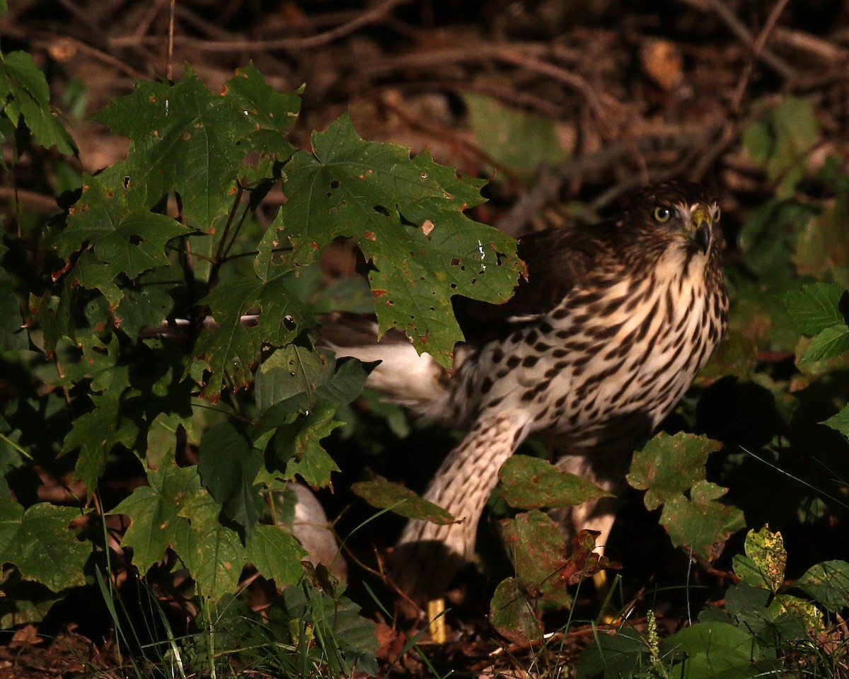 Red-shouldered Hawk - Linda Scrima