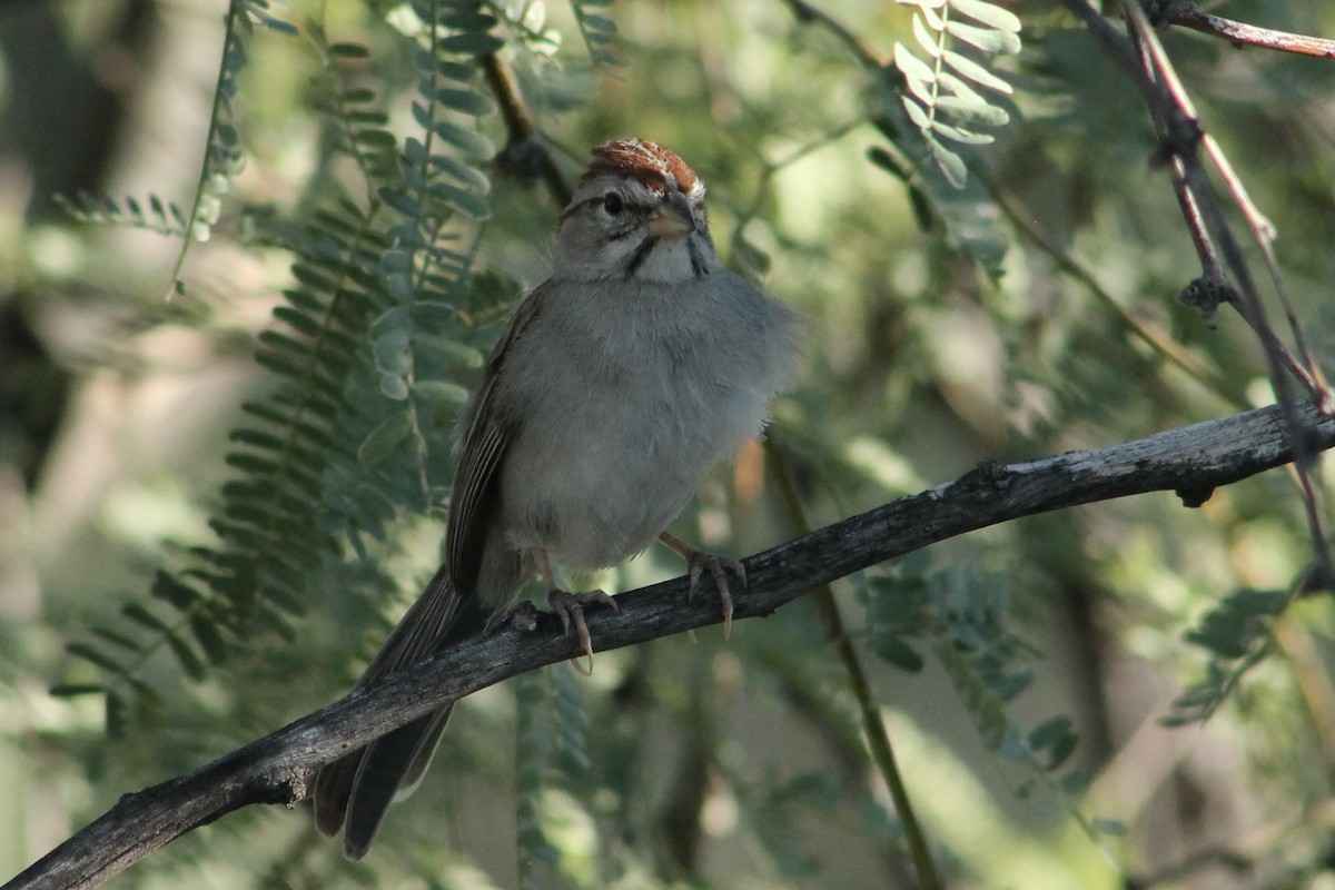 Rufous-winged Sparrow - ML623333147