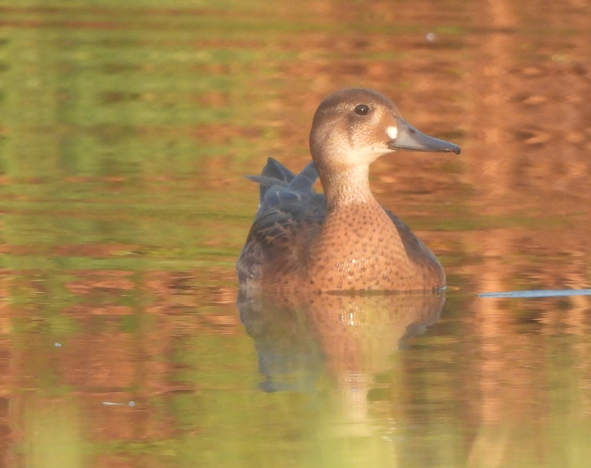 Baikal Teal - ML623333167