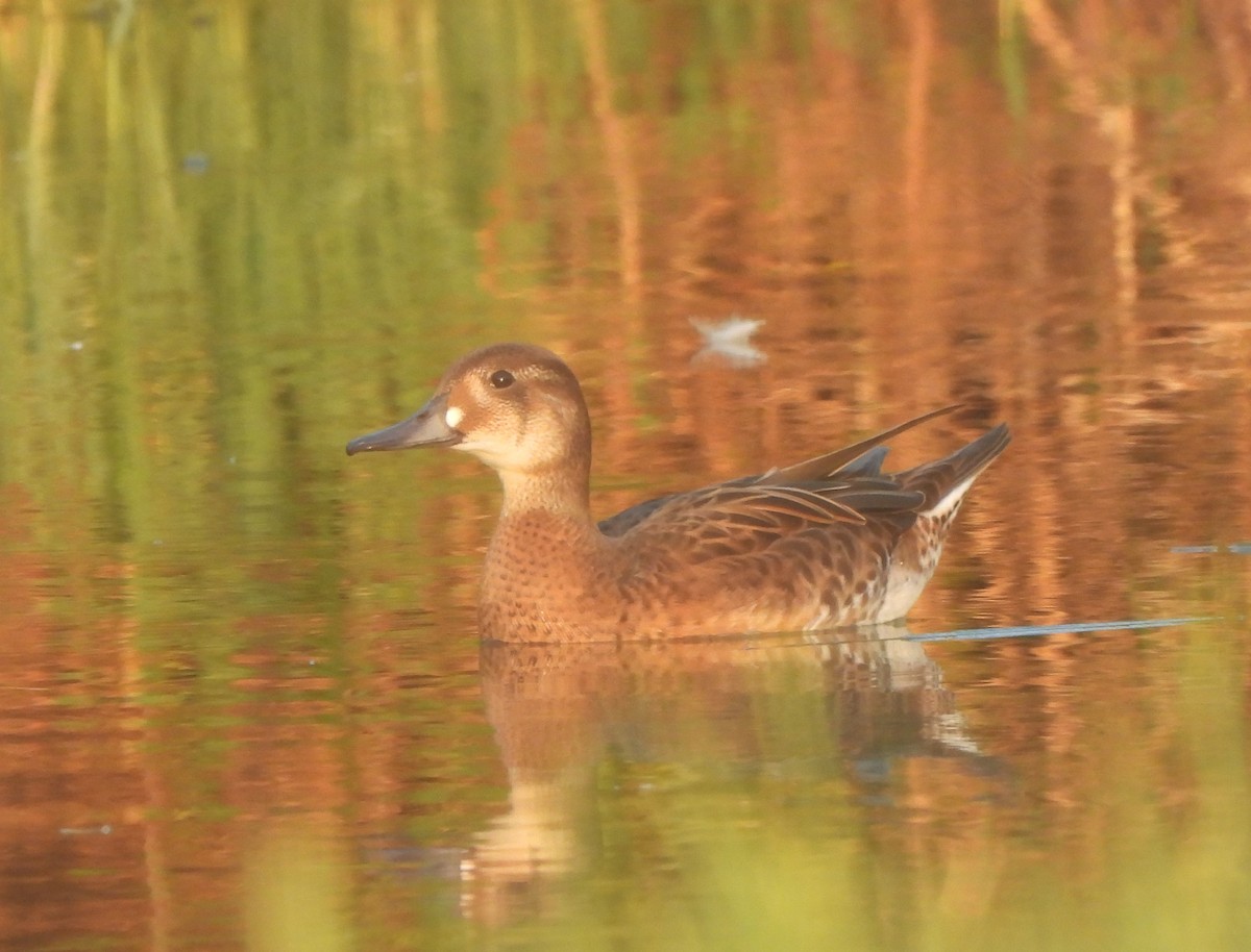 Baikal Teal - ML623333168