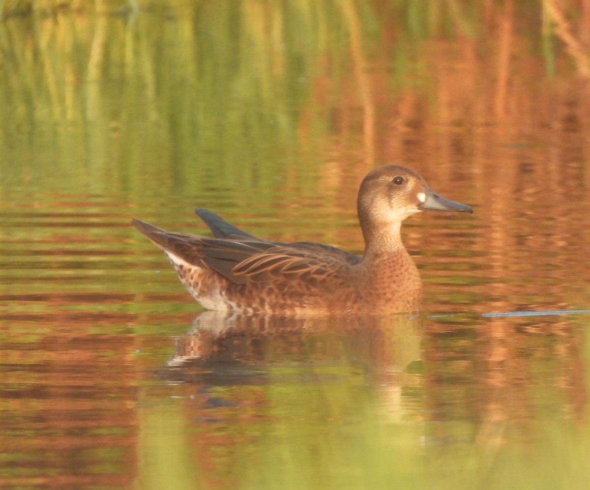 Baikal Teal - ML623333169