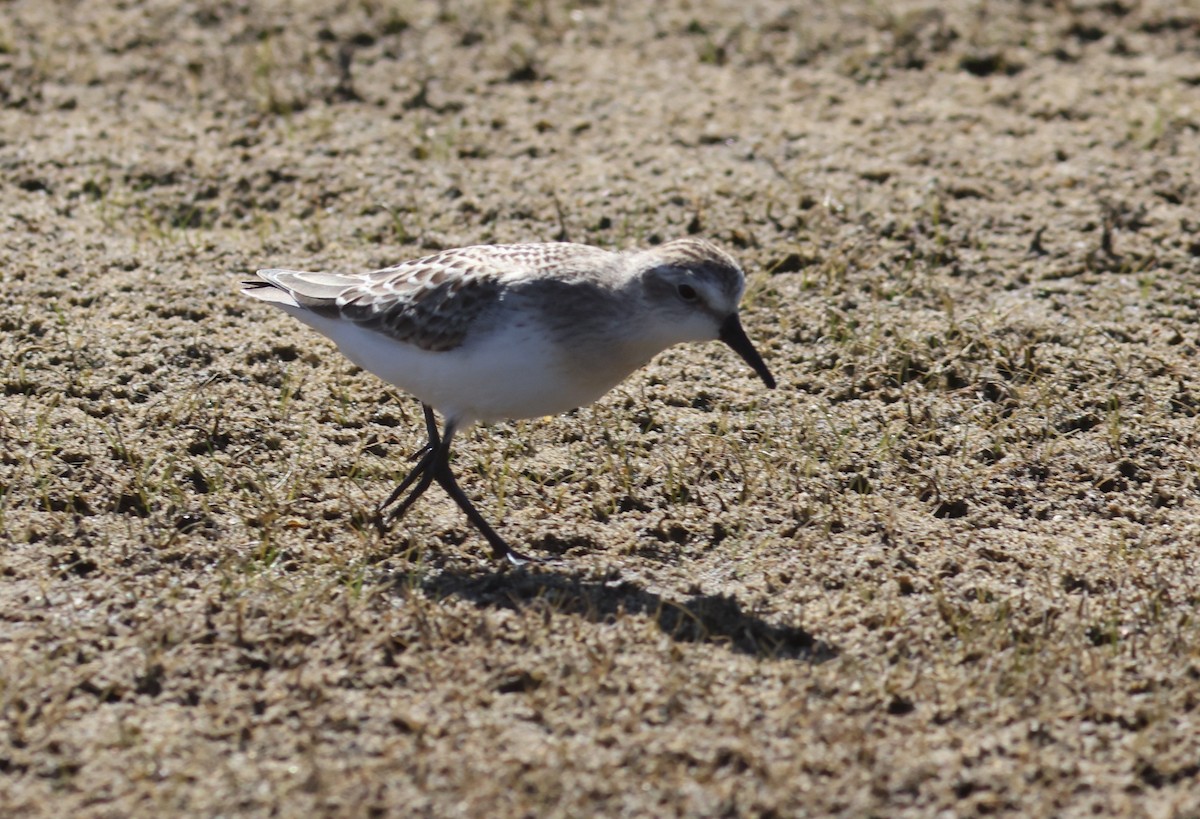 sandsnipe - ML623333233