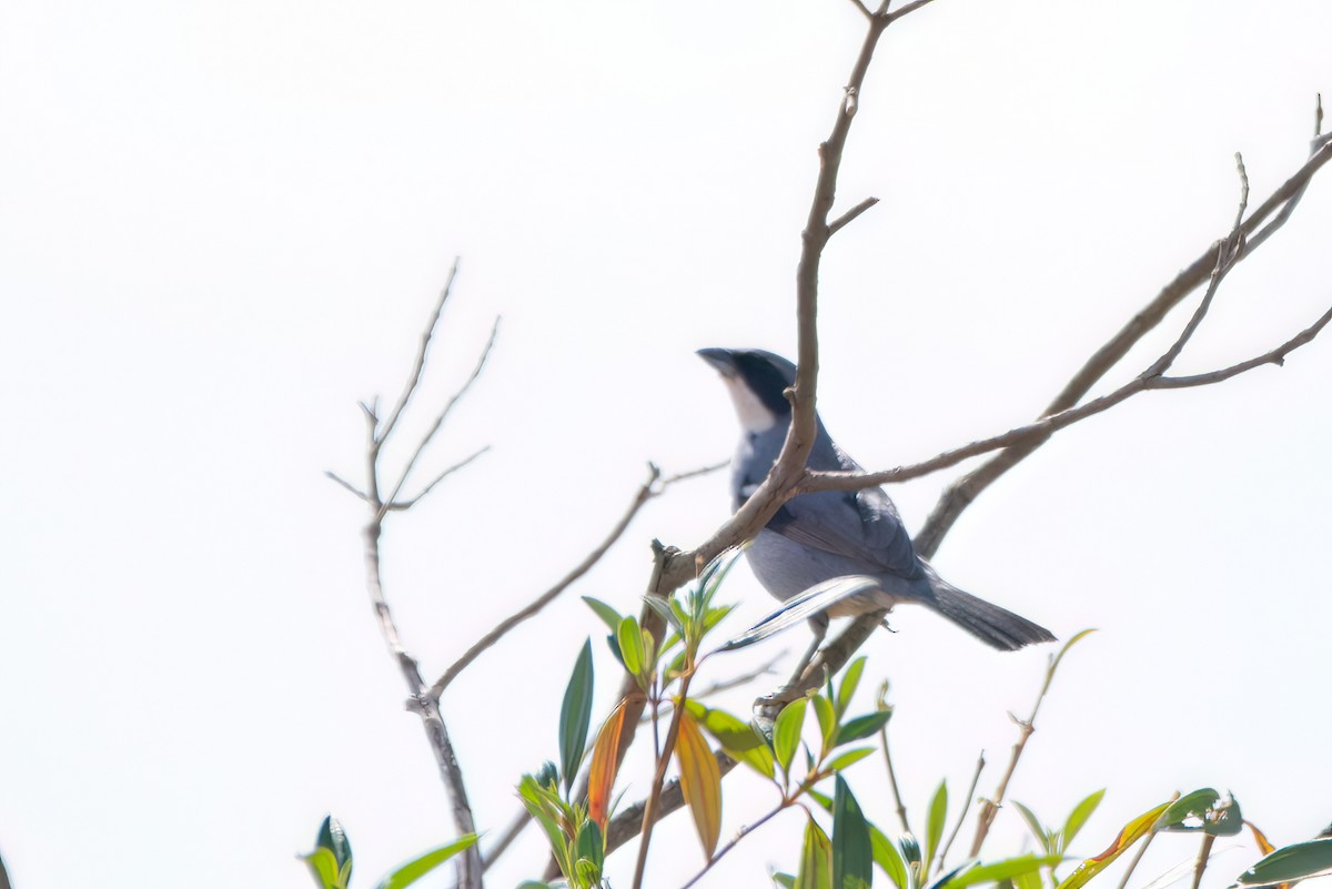 White-banded Tanager - ML623333264