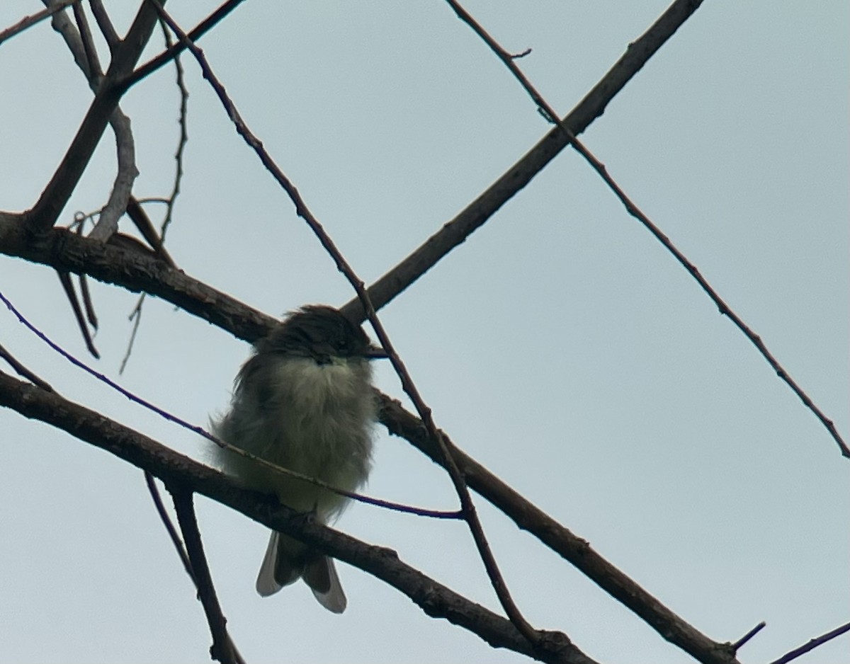 Eastern Phoebe - ML623333284