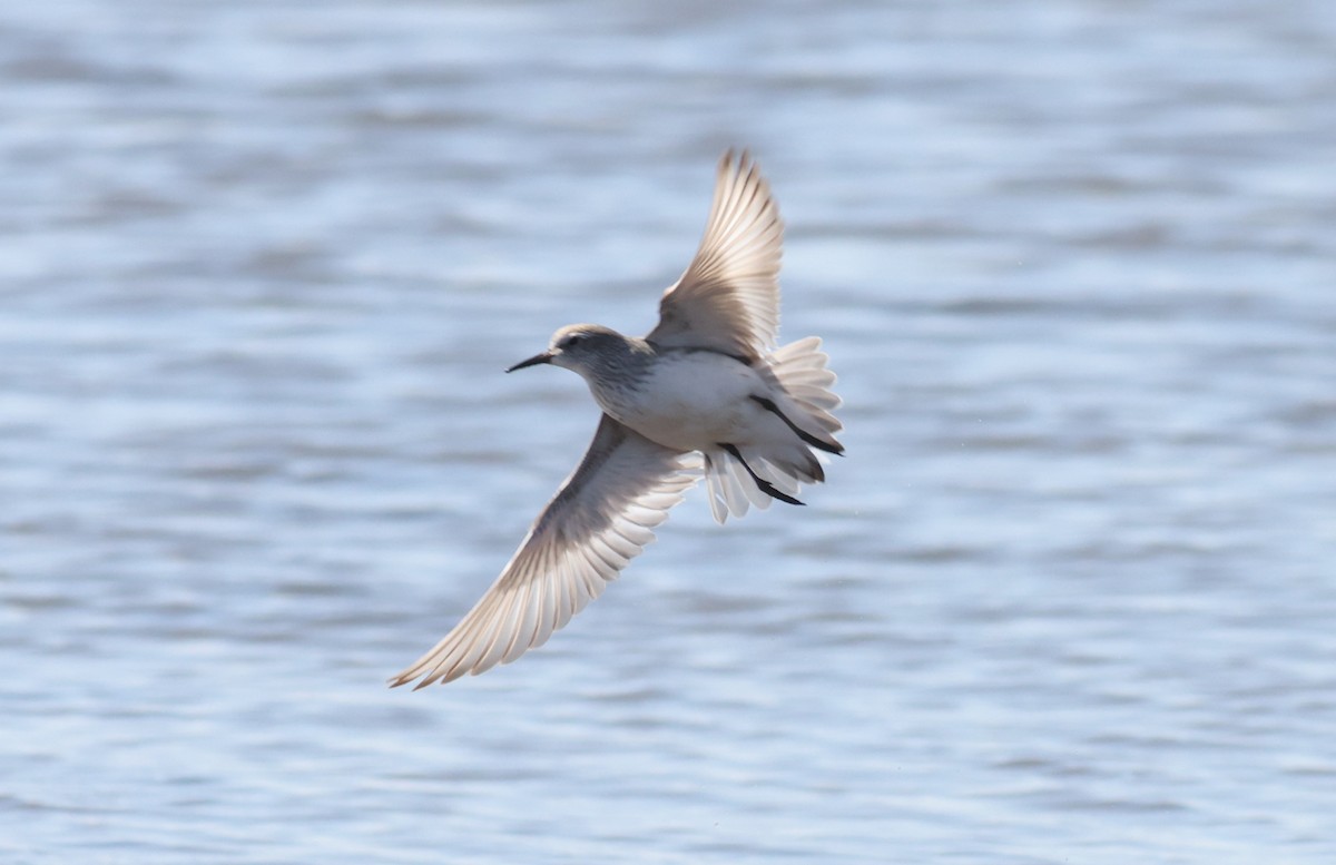 White-rumped Sandpiper - Sea Williams