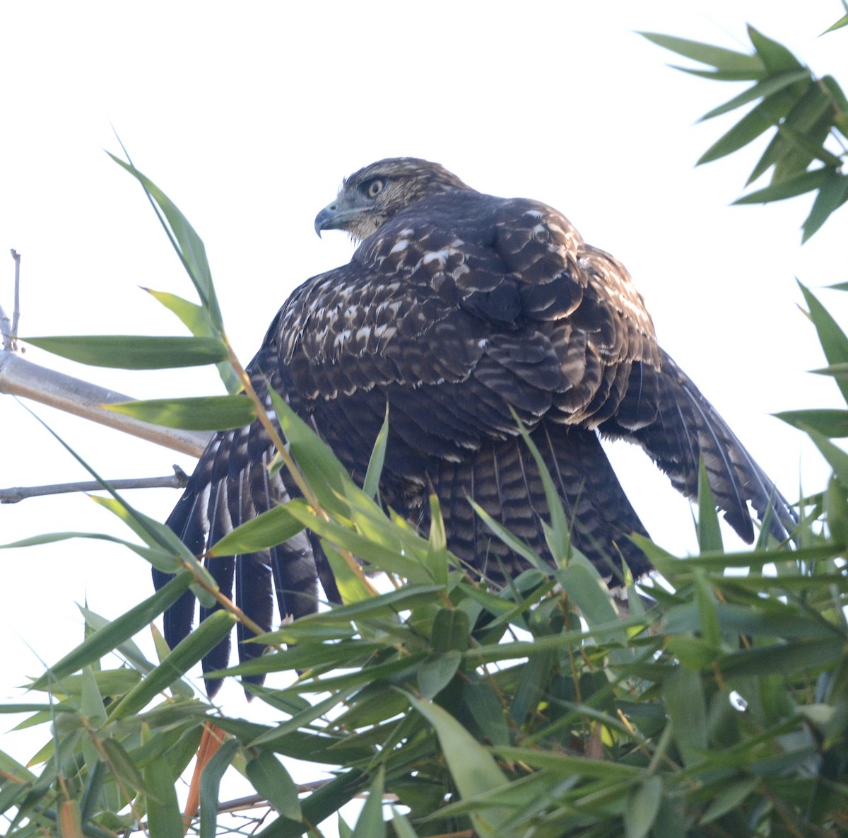 Red-tailed Hawk - Jim Margitan