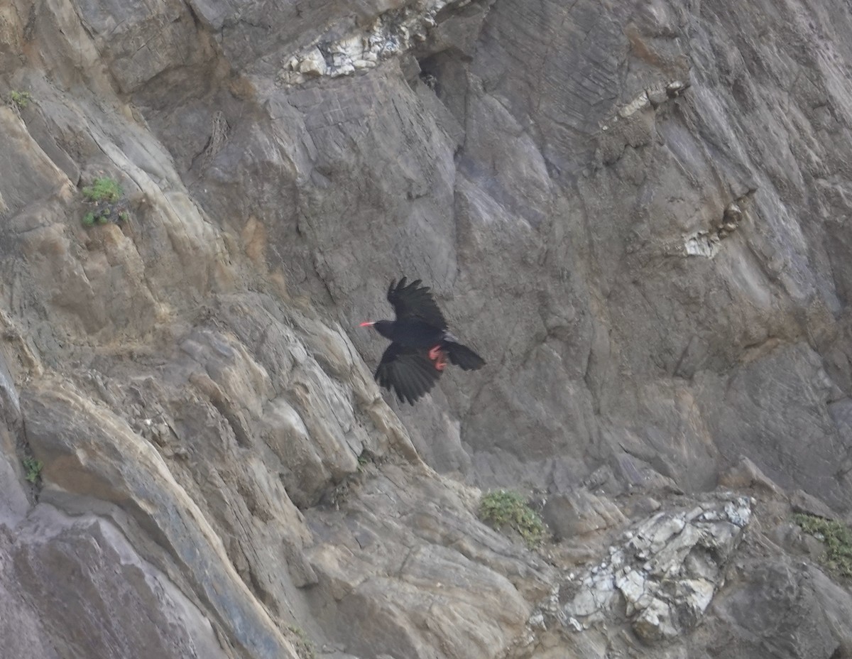 Red-billed Chough - ML623333384