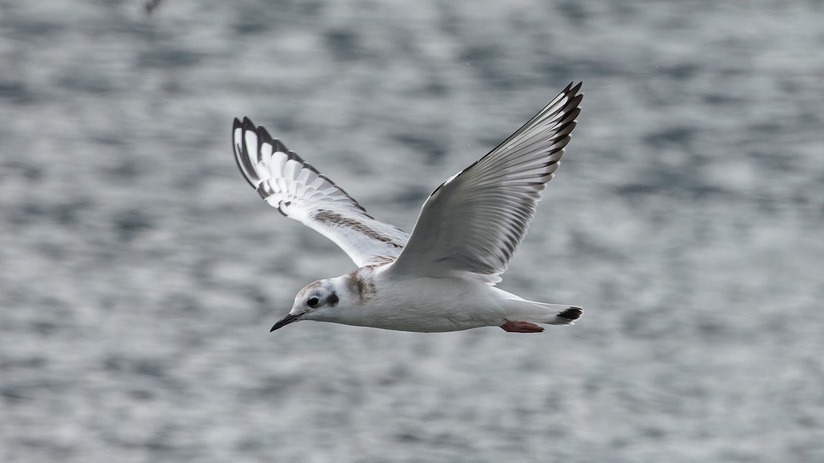 Bonaparte's Gull - ML623333500