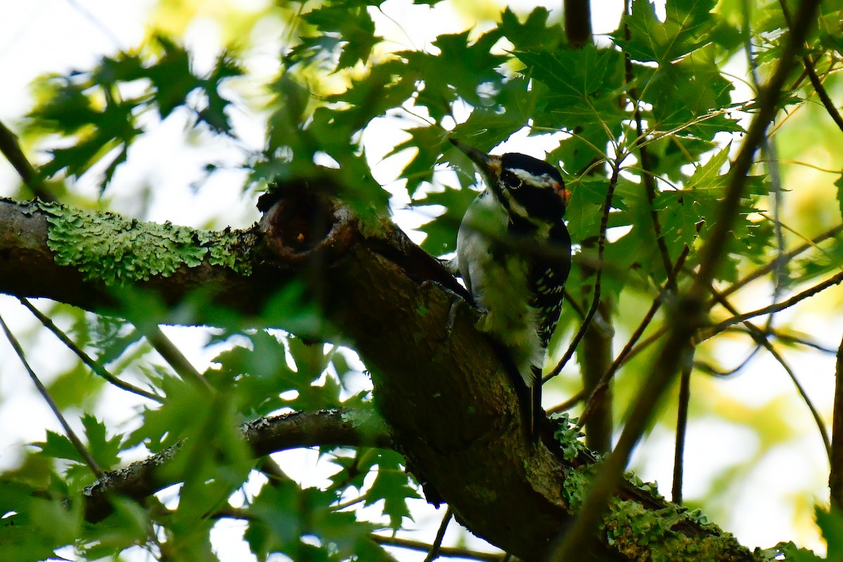 Hairy Woodpecker - ML623333562