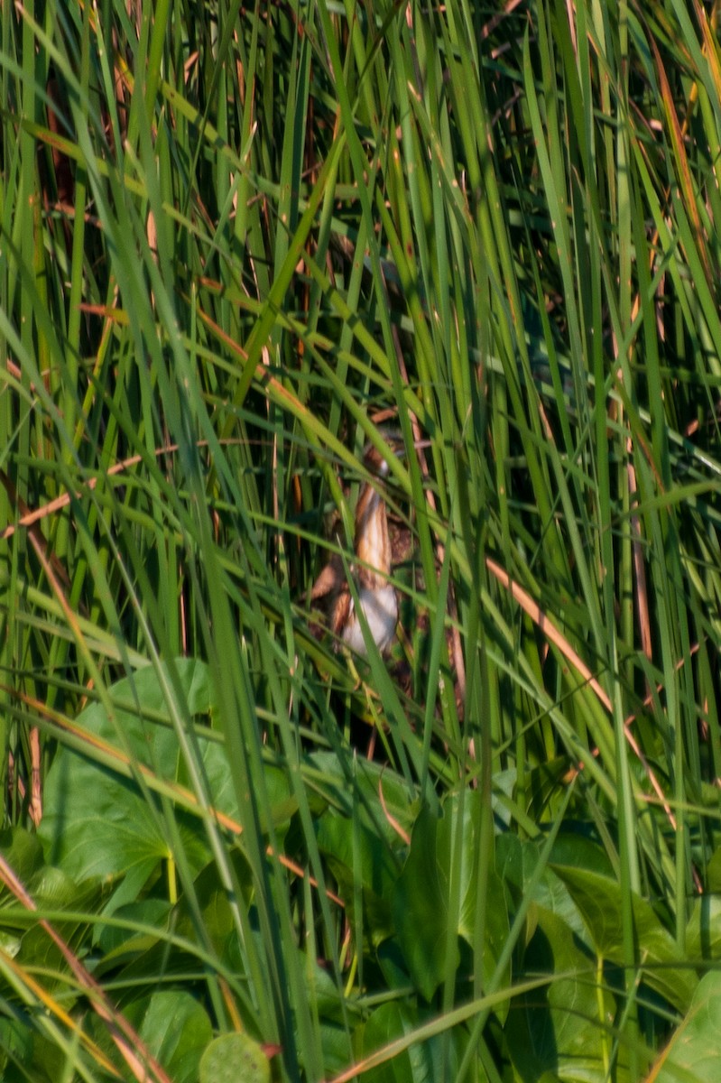 Least Bittern - Dawn S