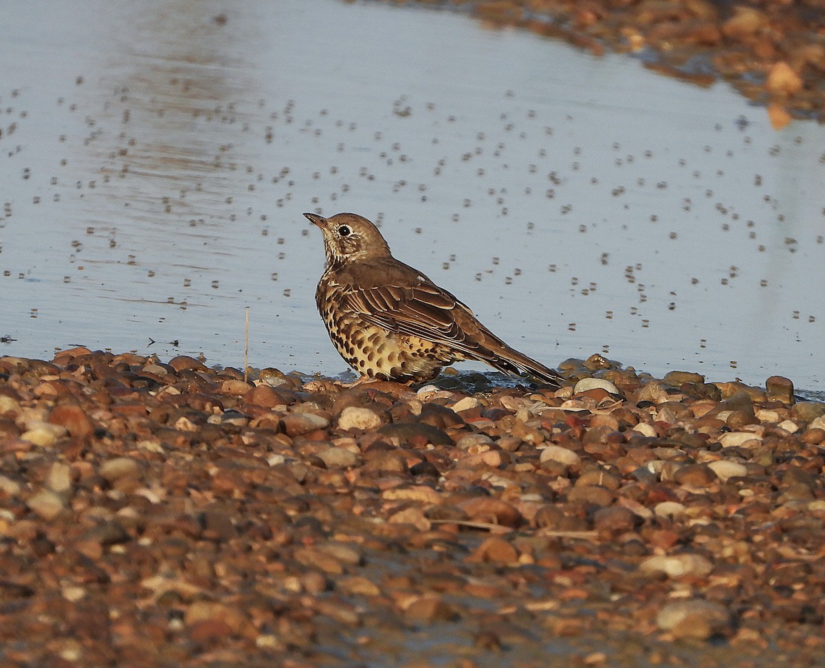 Mistle Thrush - ML623333637