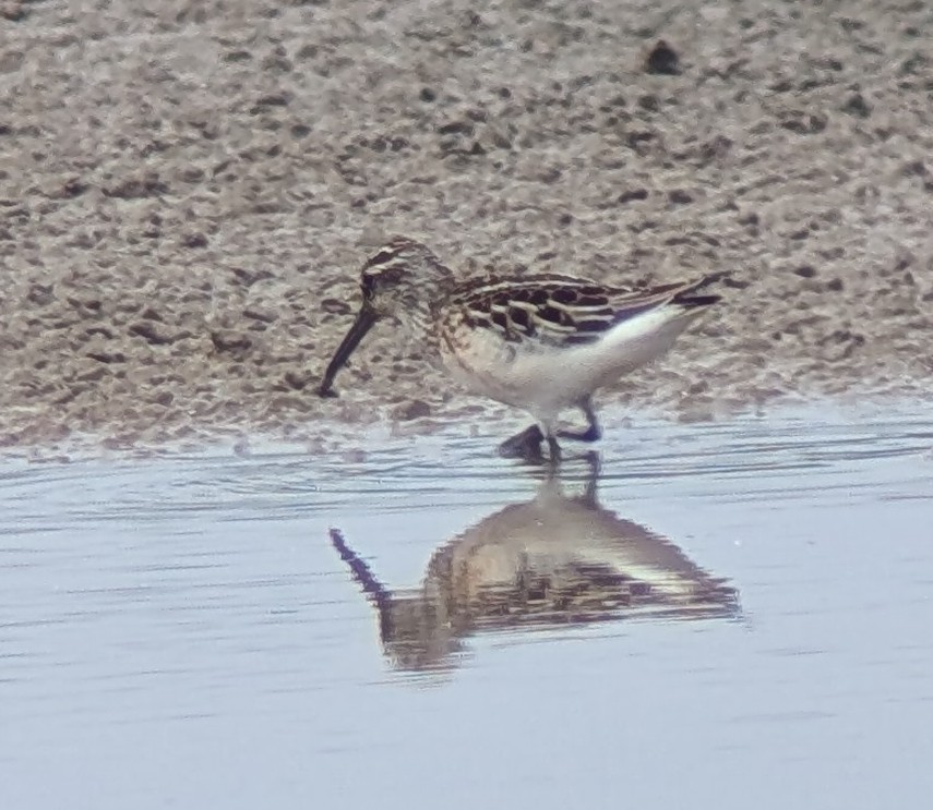 Broad-billed Sandpiper - ML623333706