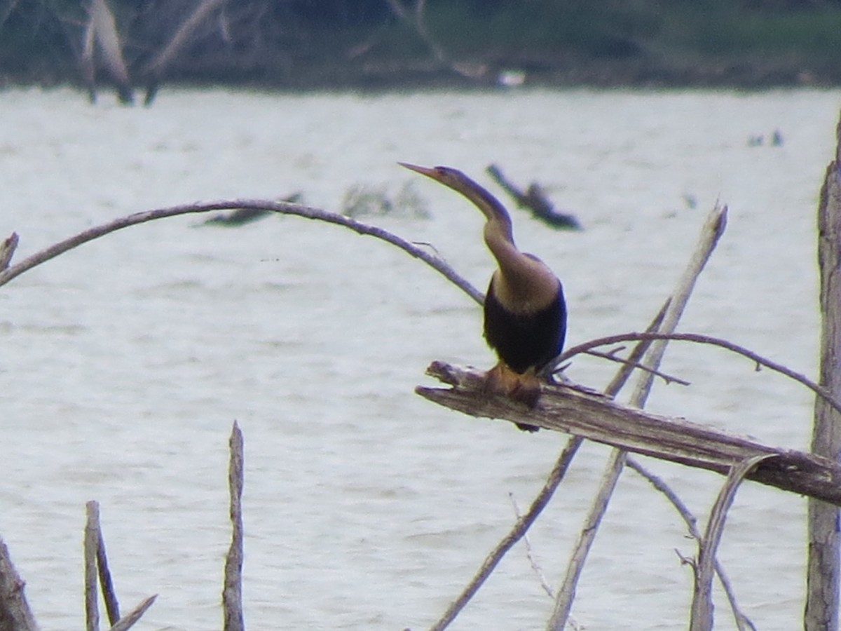 Anhinga - Timothy Fennell