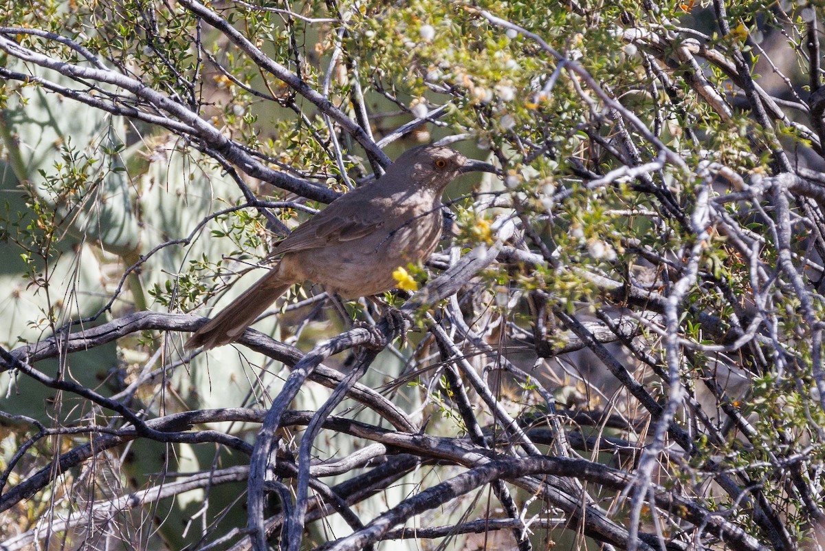 Curve-billed Thrasher - ML623333818