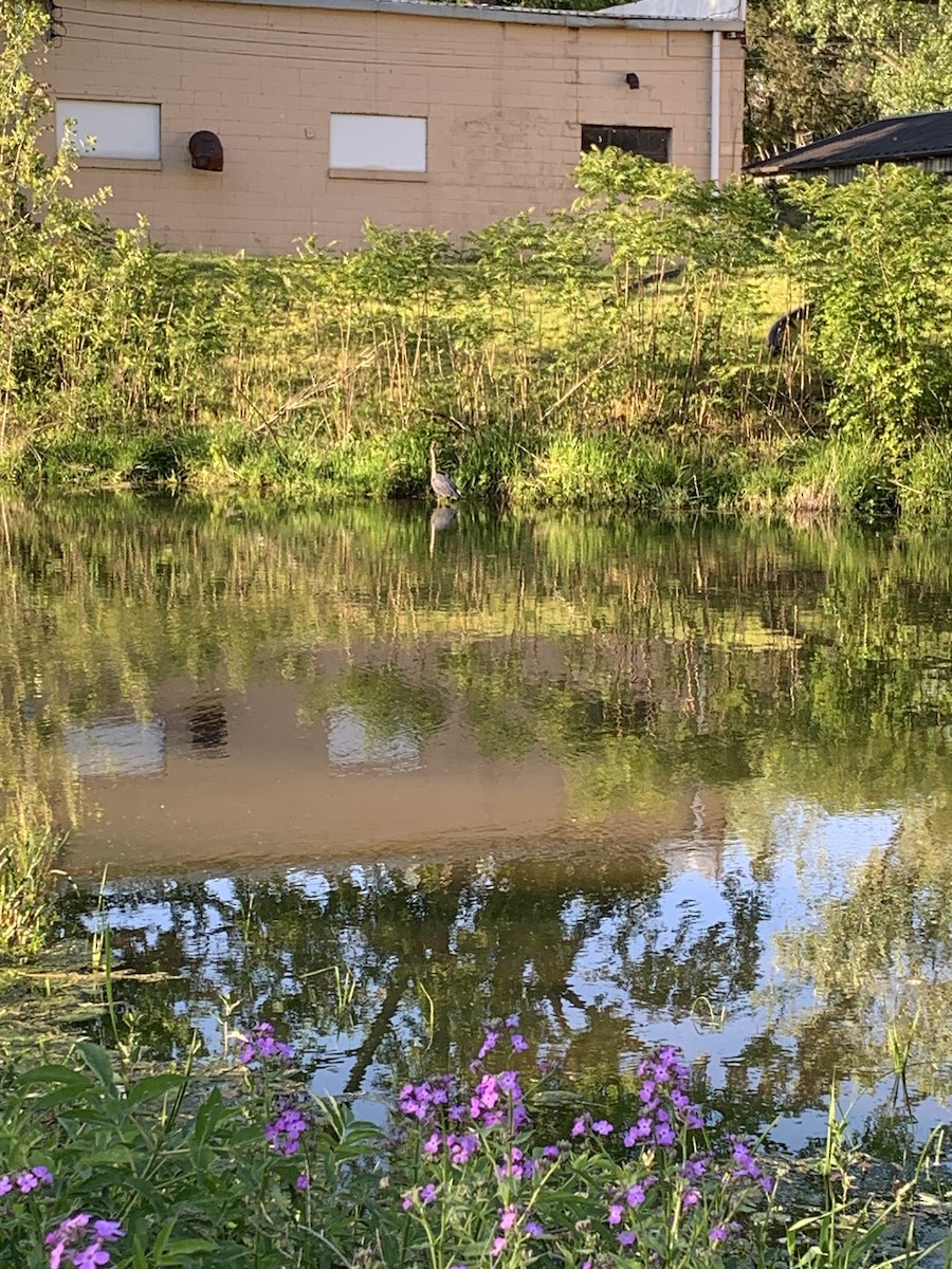 Great Blue Heron - ML623333826